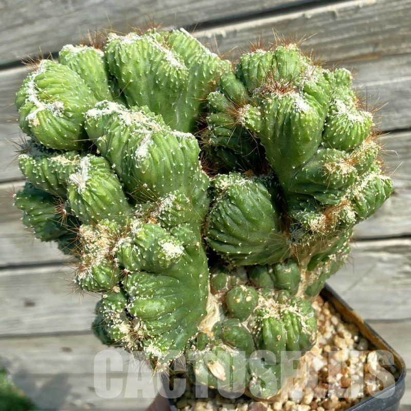 SH13809 Cereus peruvianus 'Coral' f. cristata