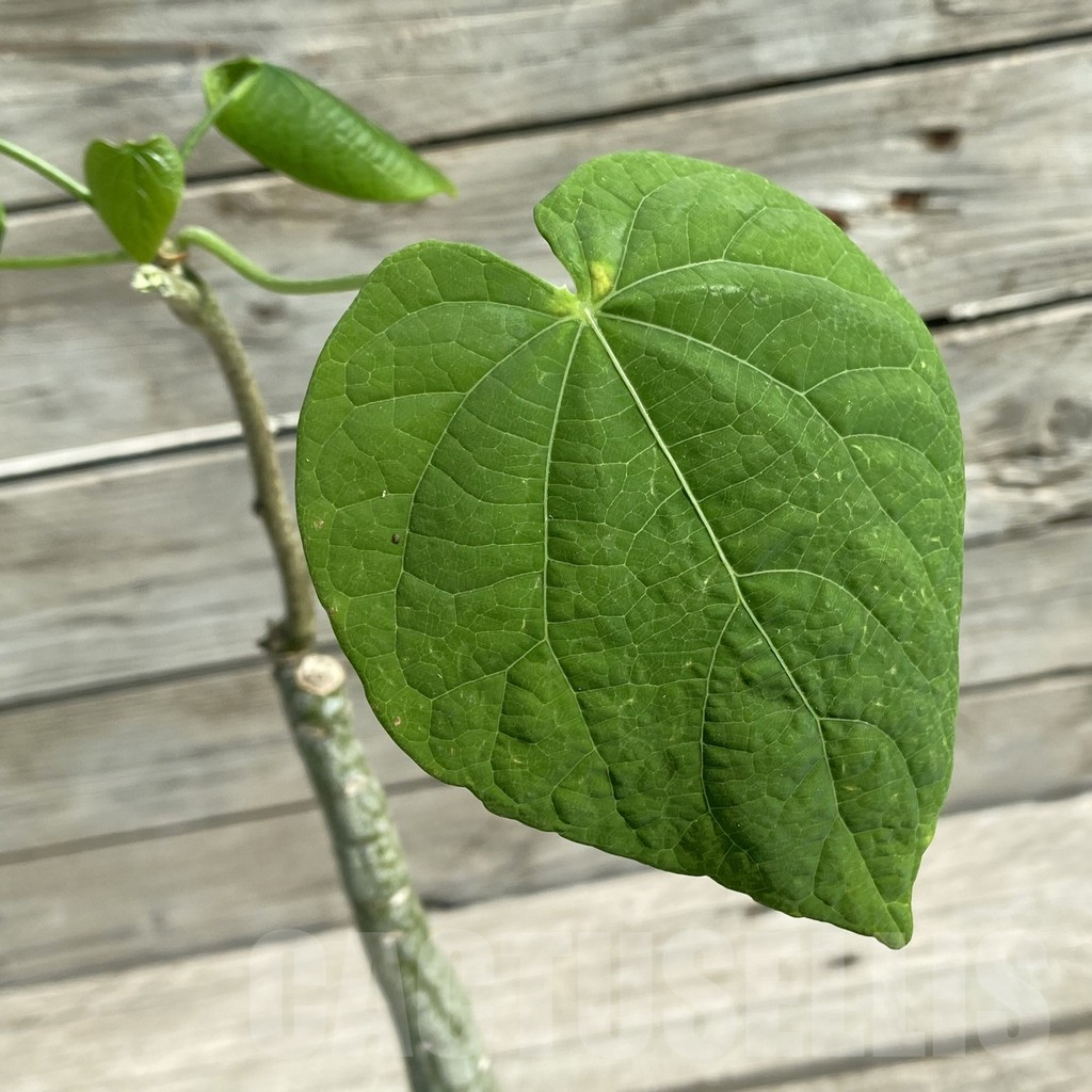 SH13825 Adenia sp. crystal epidermis