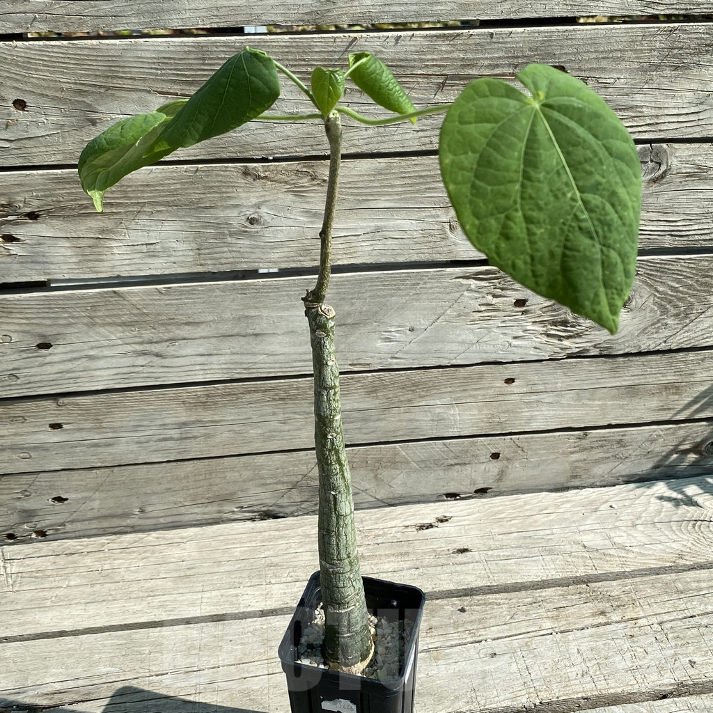 SH13825 Adenia sp. crystal epidermis - Image 2