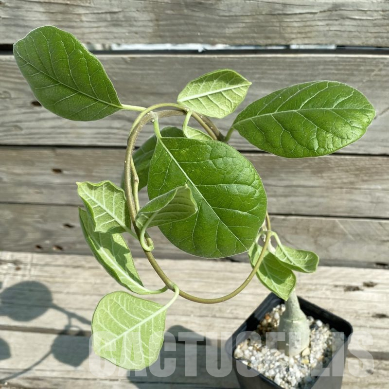 SH13826 Fockea multiflora ES 2024B