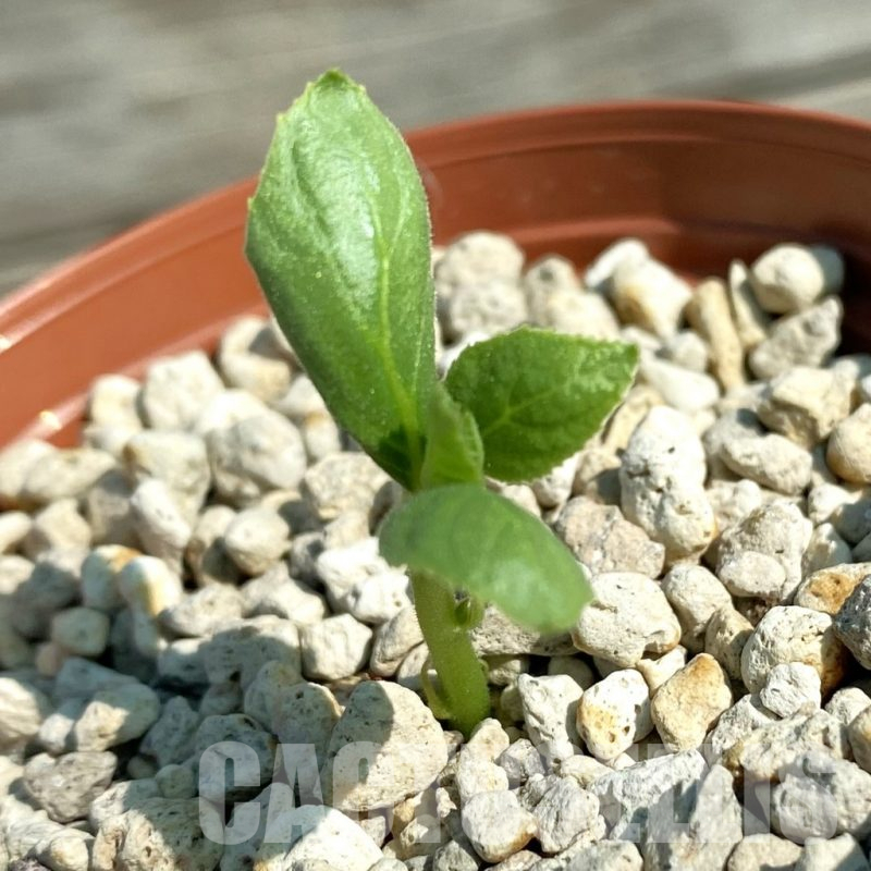 SH13831 Dorstenia sp. nova aff. benguellensis ES22855