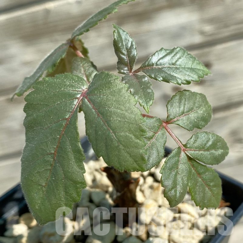 SH13832 Beiselia mexicana