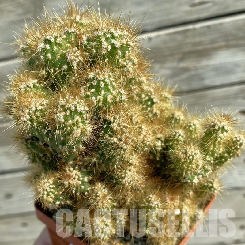 SH13810 Cereus jamacaru f. monstrous