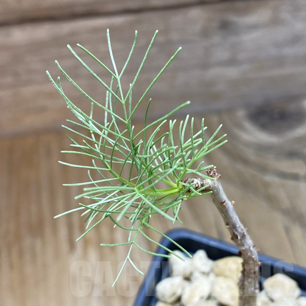 SH13838 Commiphora kraeuseliana