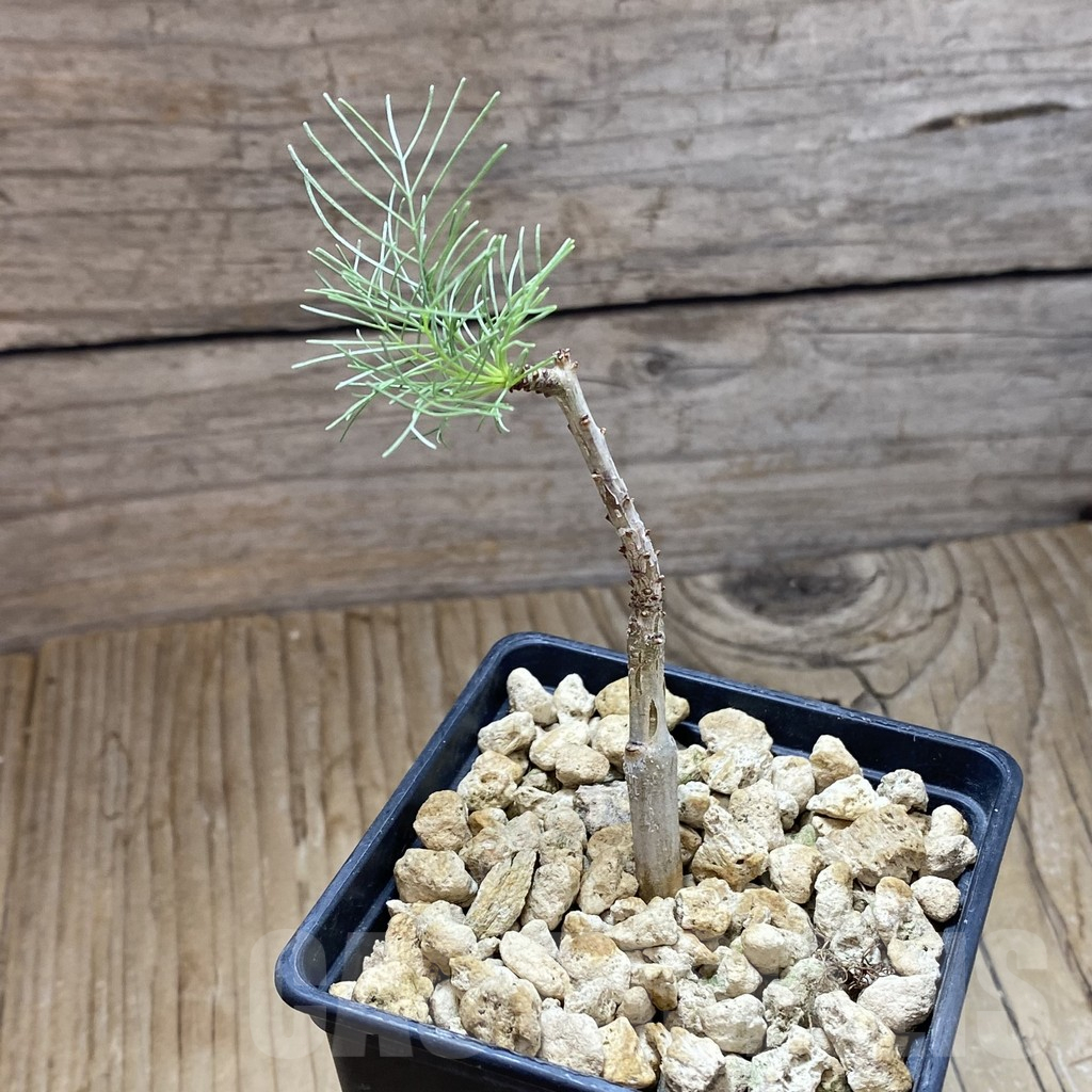 SH13838 Commiphora kraeuseliana - immagine 2