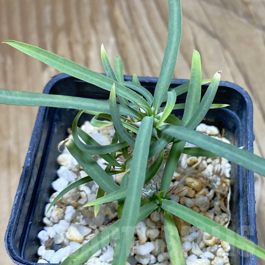 SH13840 Euphorbia gottlebei