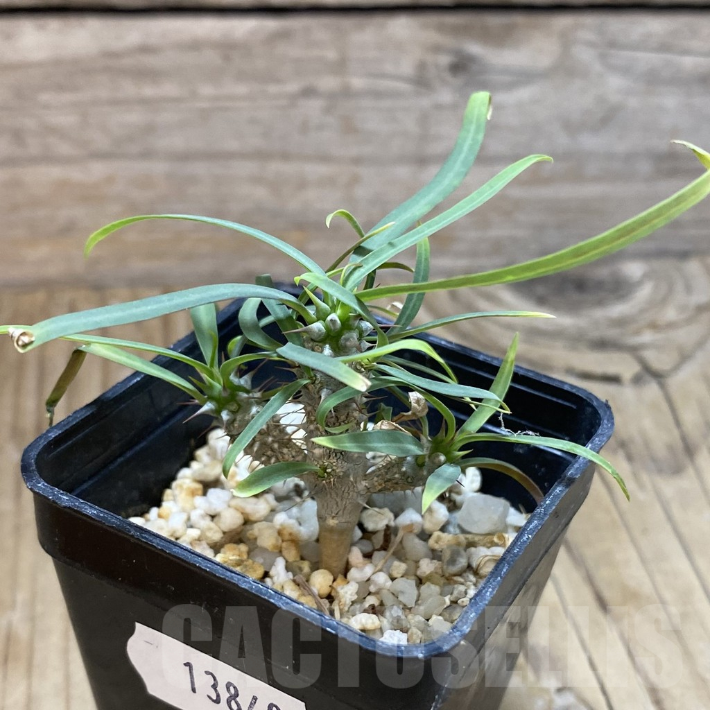 SH13840 Euphorbia gottlebei - immagine 2