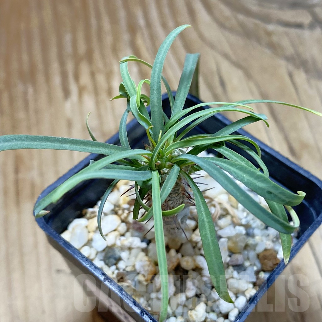 SH13841 Euphorbia gottlebei