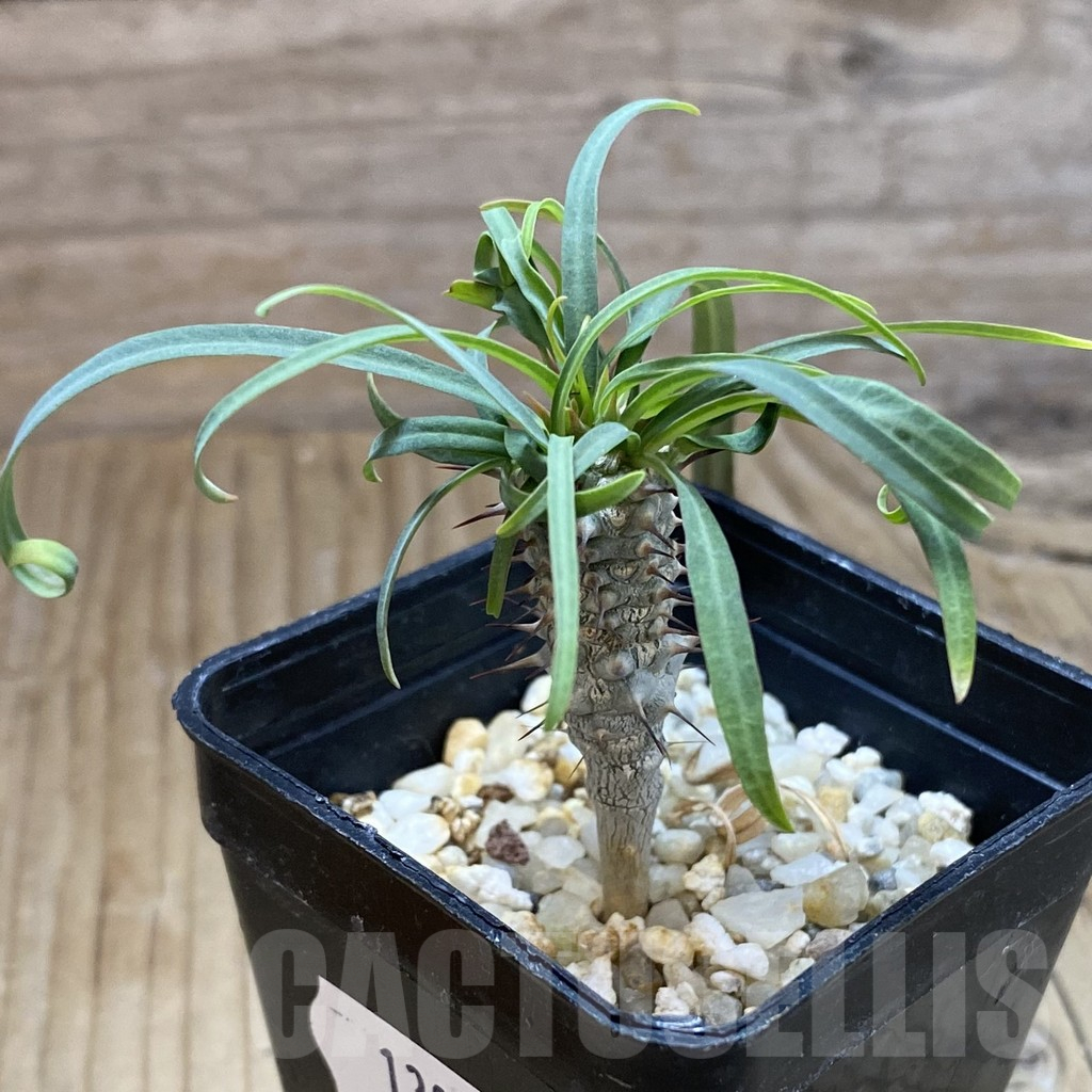 SH13841 Euphorbia gottlebei - Obrázek 2