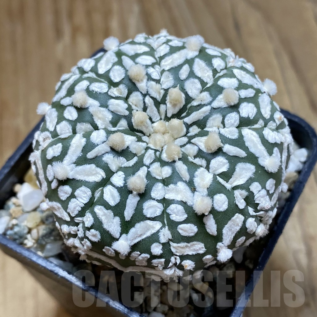 SH13969 Astrophytum asterias 'Super Kabuto' V-type