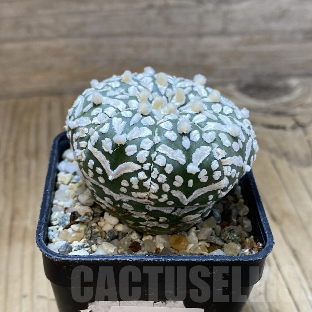 SH13969 Astrophytum asterias 'Super Kabuto' V-type – Image 2