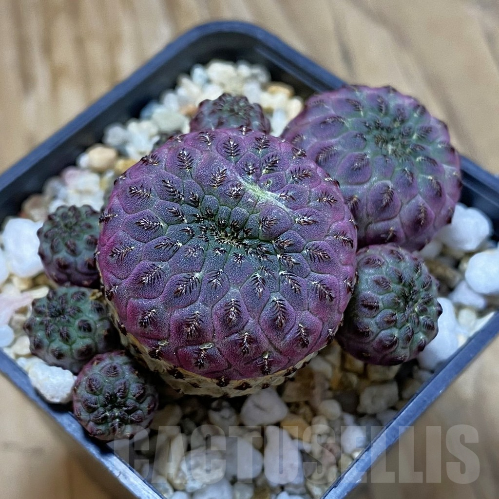 SH13970 Sulcorebutia rauschii
