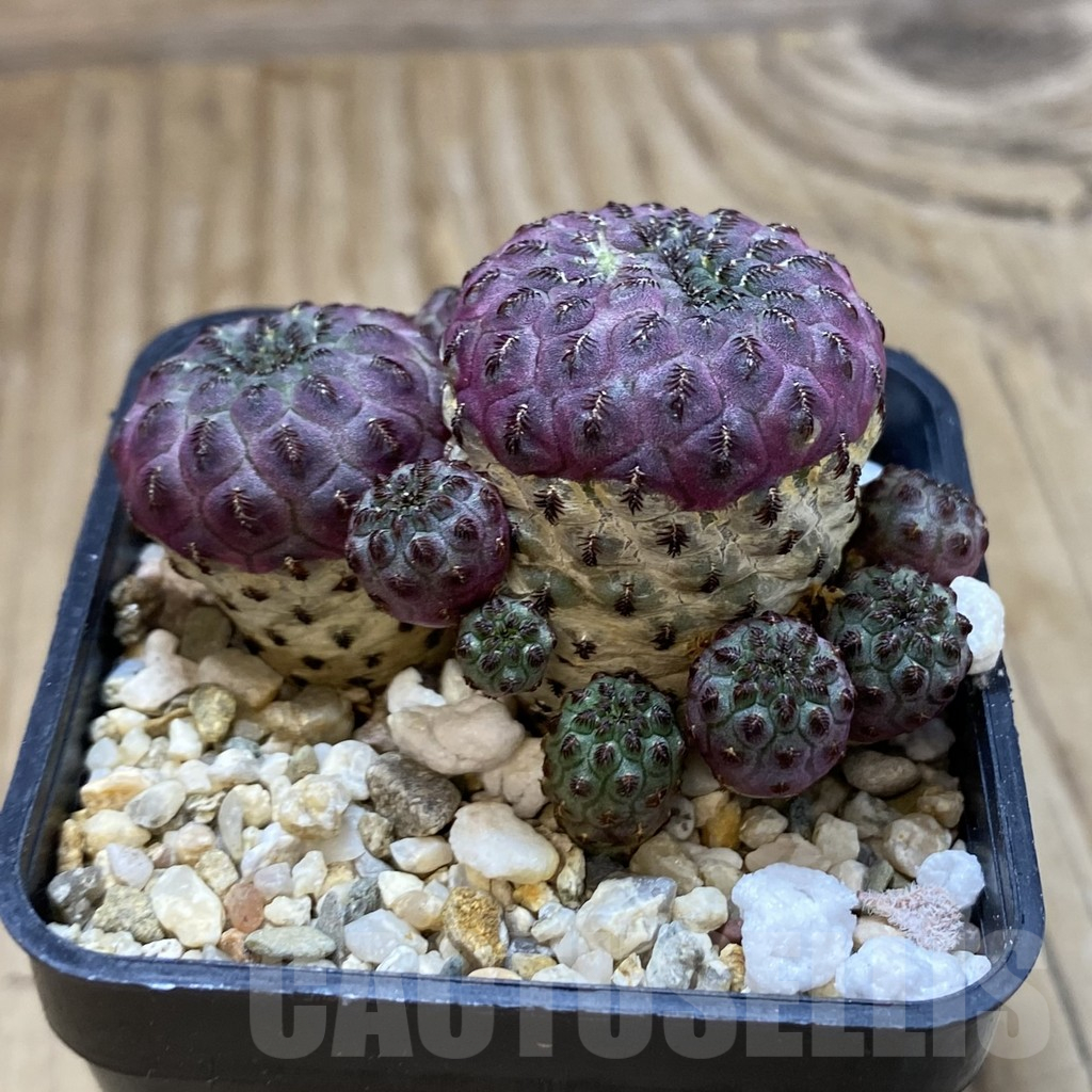 SH13970 Sulcorebutia rauschii – Image 2