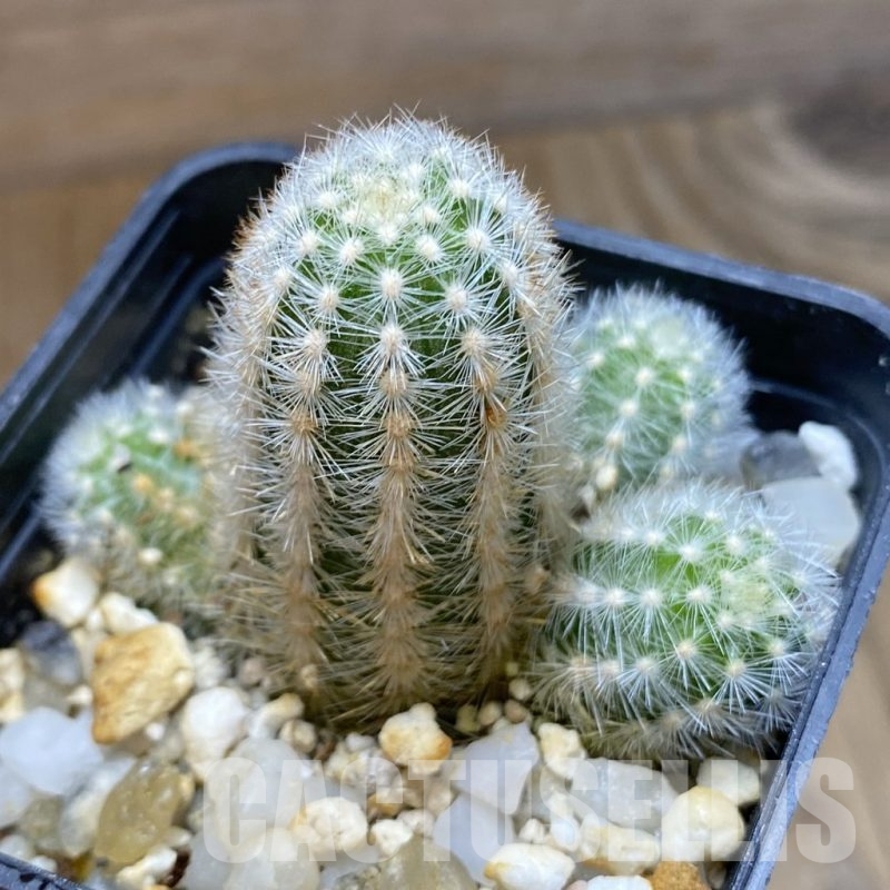 SH13972 Pygmaeocereus rowleyanus, own roots