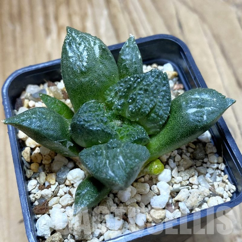 SH13973 Ariocarpus fissuratus ‘Godzilla’ hybrid, seedling