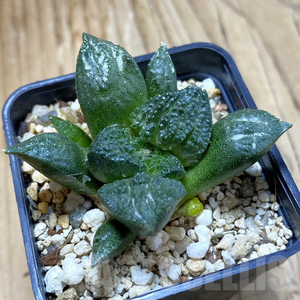 SH13973 Ariocarpus fissuratus ‘Godzilla’ hybrid, seedling