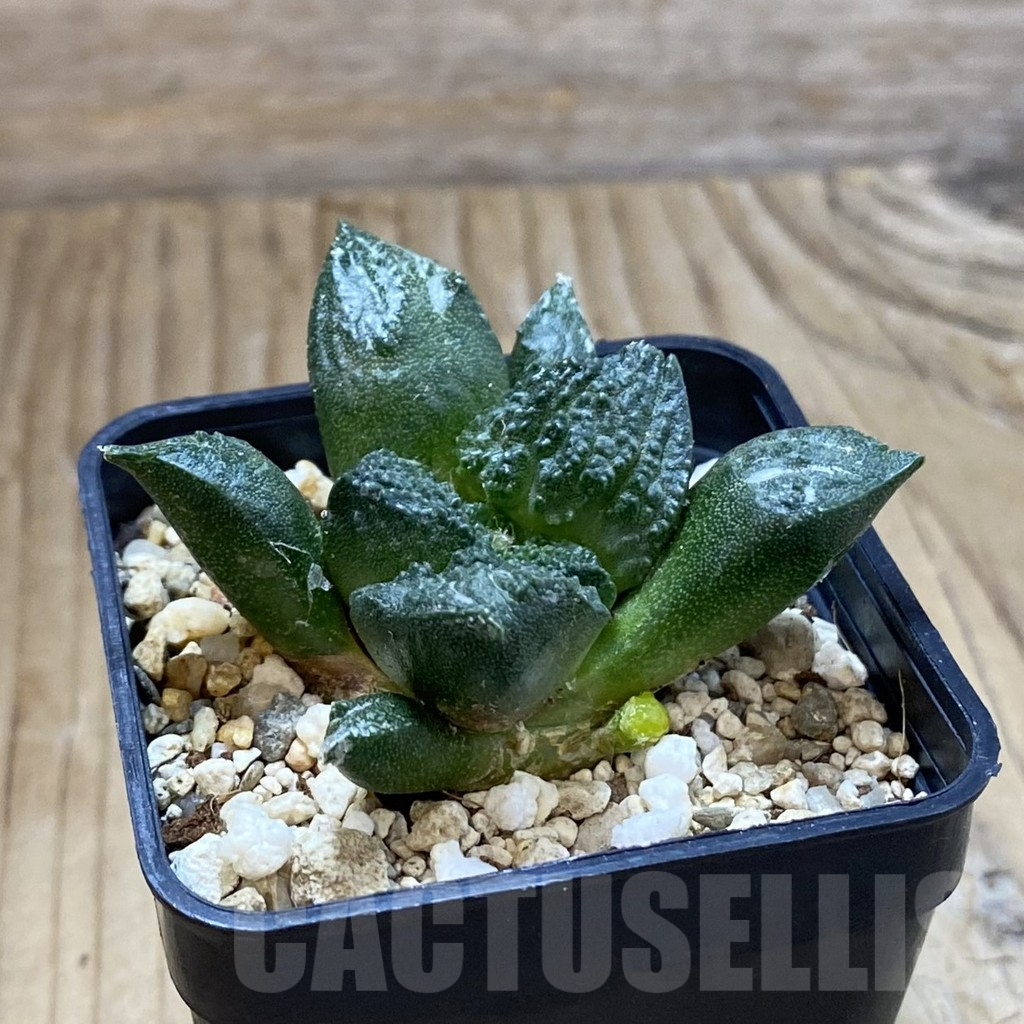 SH13973 Ariocarpus fissuratus ‘Godzilla’ hybrid, seedling - Image 2