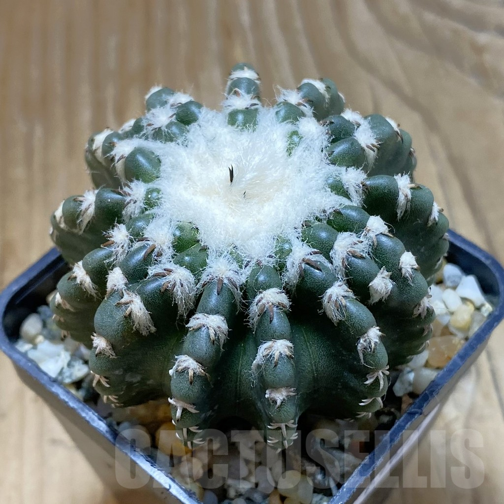 SH13977 Discocactus horstii