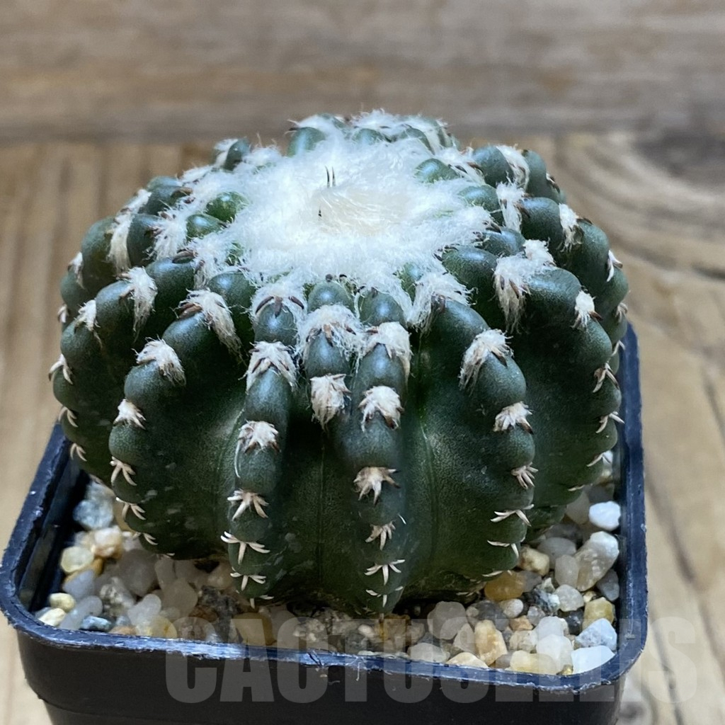 SH13977 Discocactus horstii - Image 2