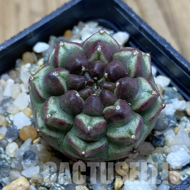 SH13980 Gymnocalycium mihanovichii 'Day Dream', seedling