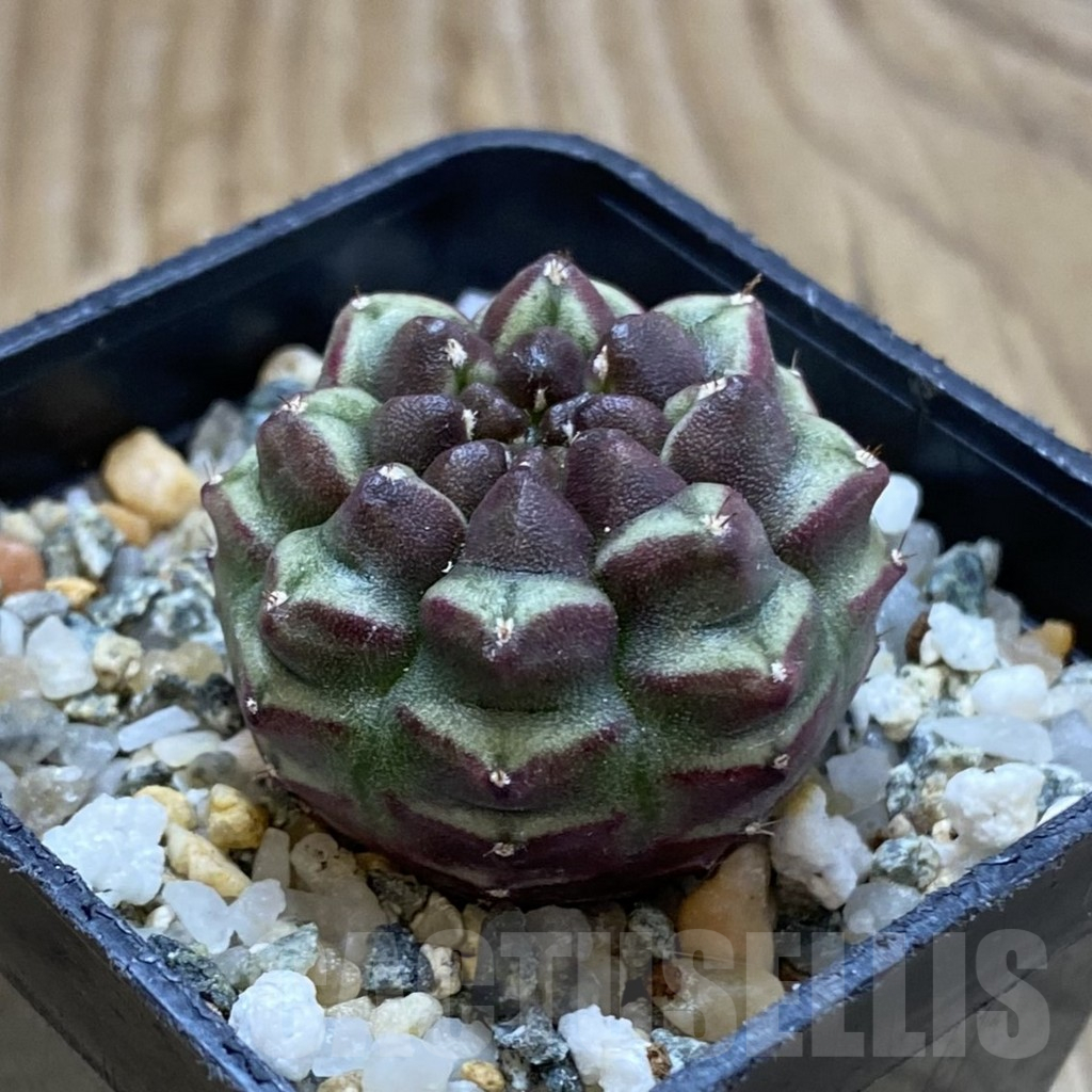 SH13980 Gymnocalycium mihanovichii 'Day Dream', seedling - Obrázek 2