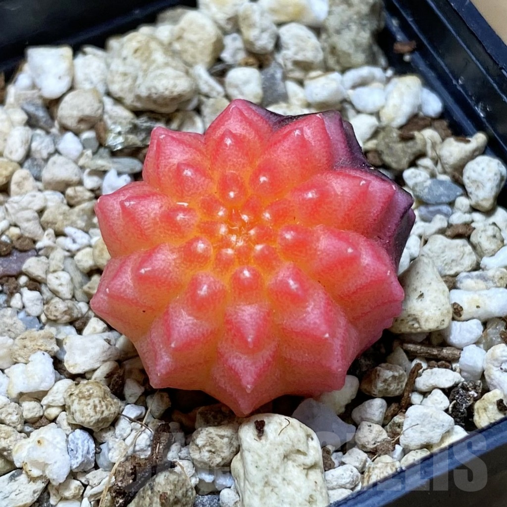 SH13982 Gymnocalycium mihanovichii ‘inermis’ f. variegata
