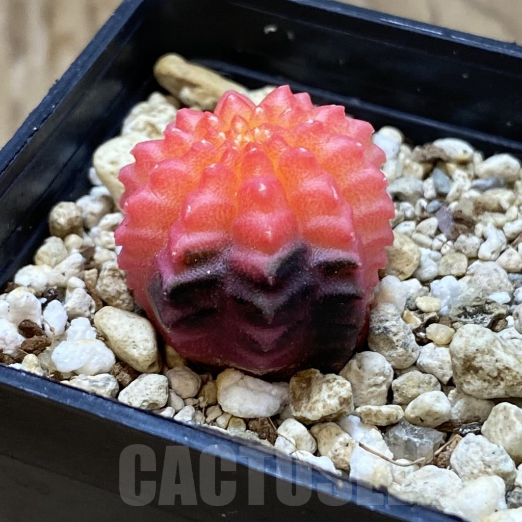 SH13982 Gymnocalycium mihanovichii ‘inermis’ f. variegata - Obrázek 2