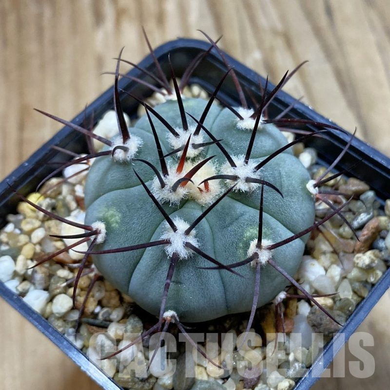 SH13983 Gymnocalycium cabreraense VOS 2122