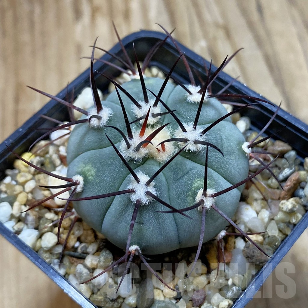 SH13983 Gymnocalycium cabreraense VOS 2122