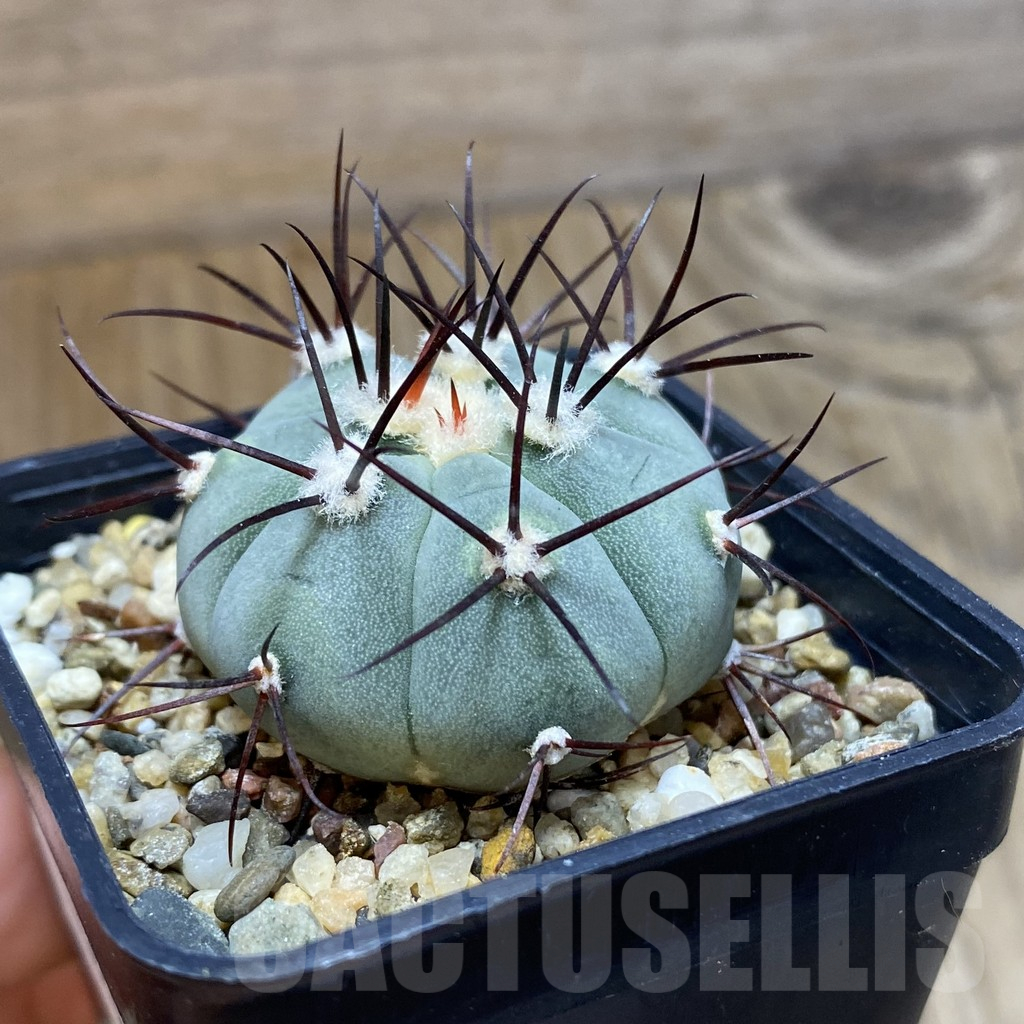 SH13983 Gymnocalycium cabreraense VOS 2122 - immagine 2