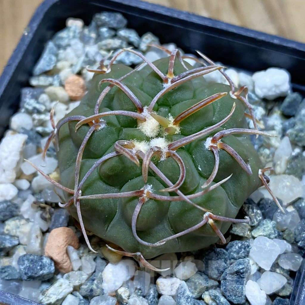 SH13984 Gymnocalycium ochoterenae ex L37