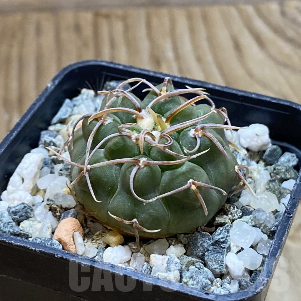 SH13984 Gymnocalycium ochoterenae ex L37 - Imagen 2