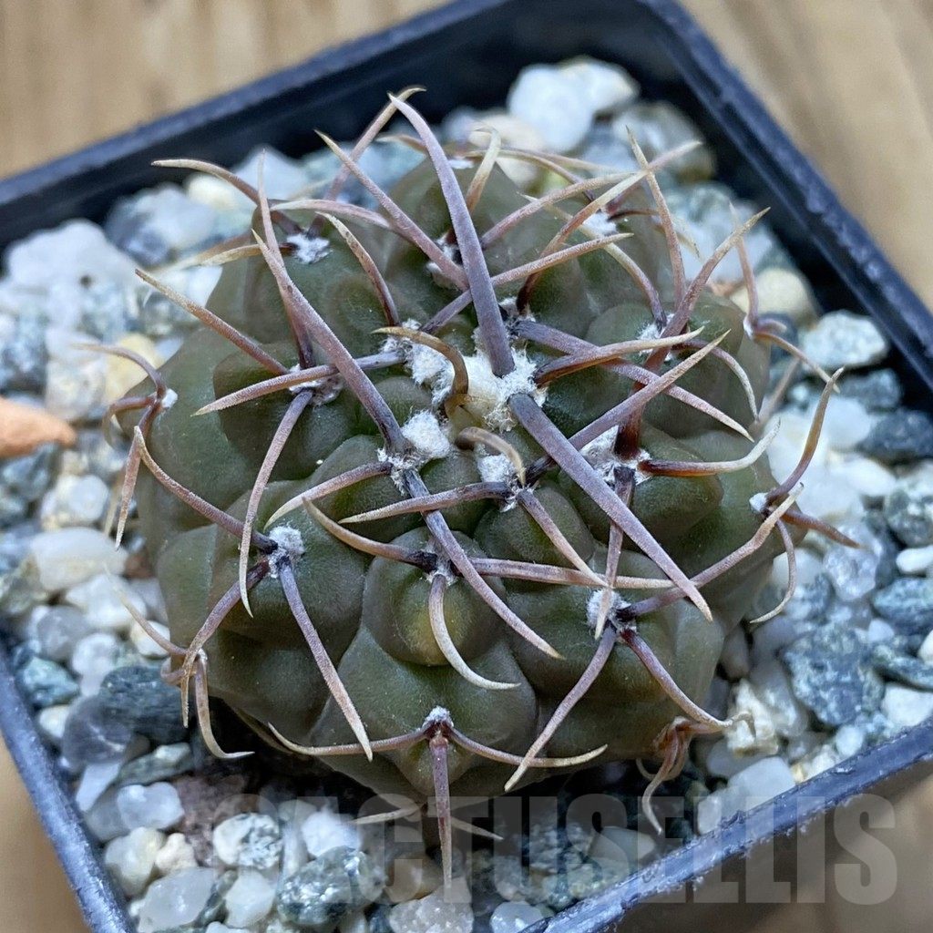 SH13985 Gymnocalycium ochoterenae ex L37