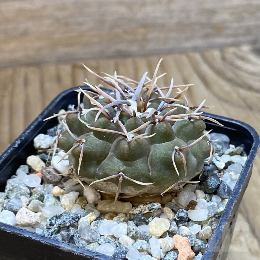 SH13985 Gymnocalycium ochoterenae ex L37 - Image 2