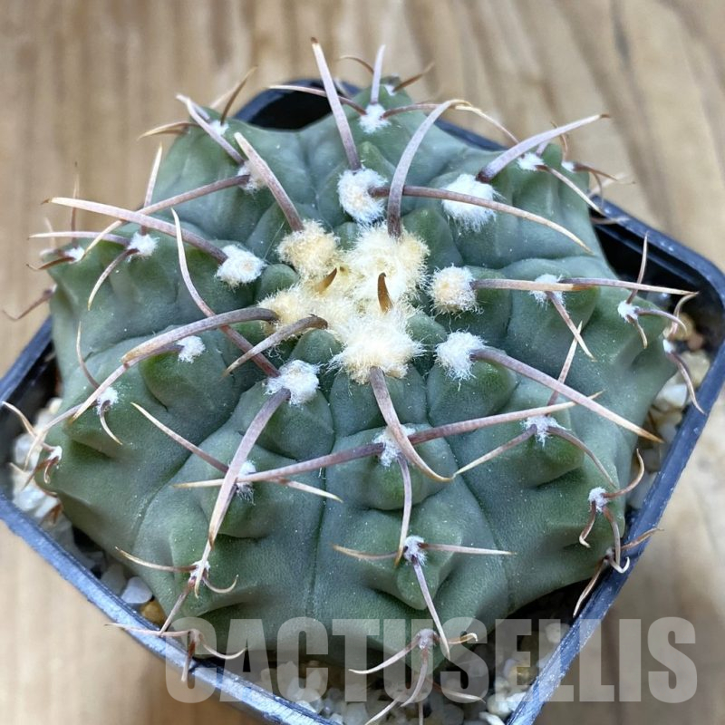 SH13986 Gymnocalycium vatteri -Long spines-