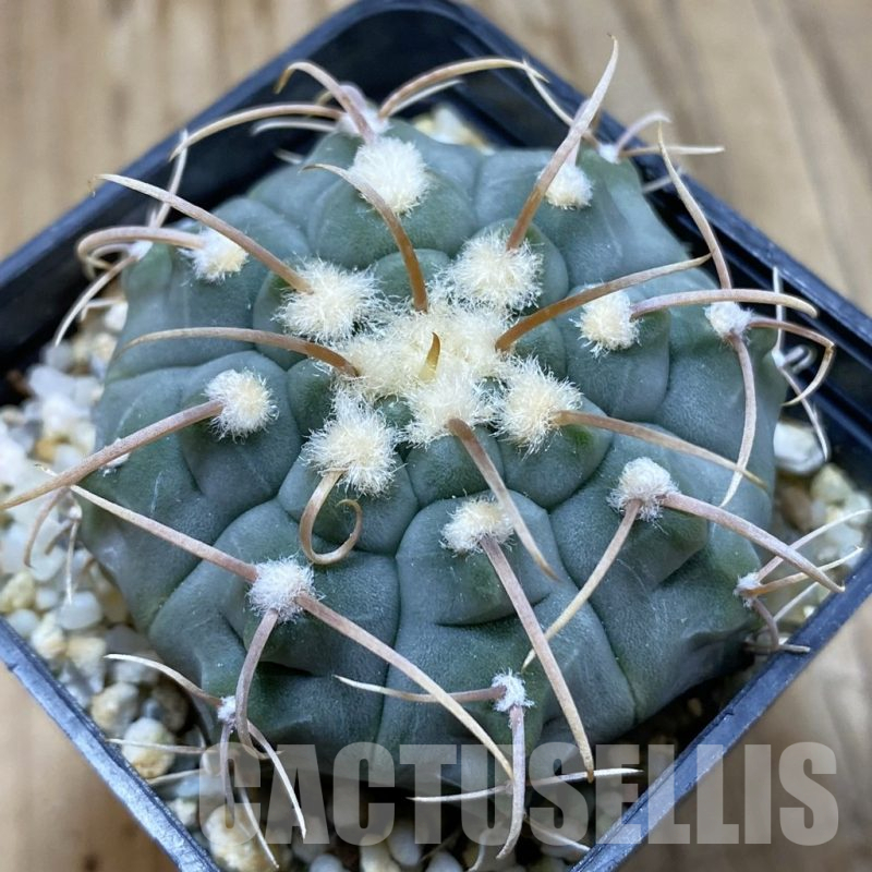 SH13987 Gymnocalycium vatteri -Long spines-