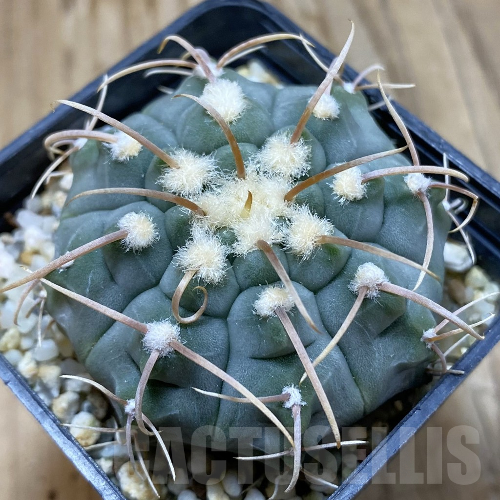 SH13987 Gymnocalycium vatteri -Long spines-