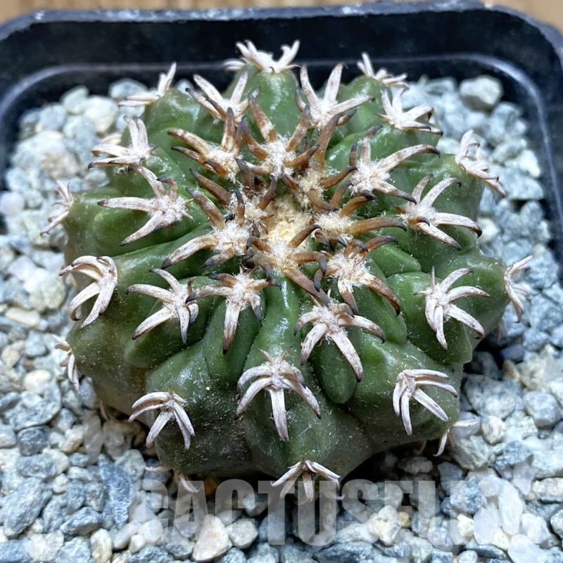 SH13991 Discocactus hybrid -Japan-