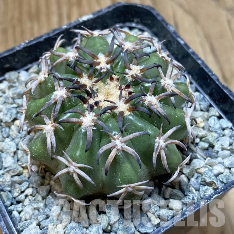 SH13993 Discocactus hybrid -Japan-
