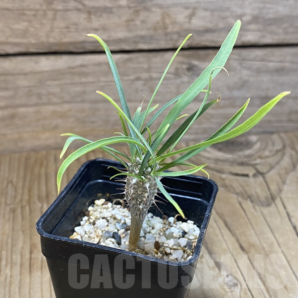 SH13947 Euphorbia gottlebei - Image 2