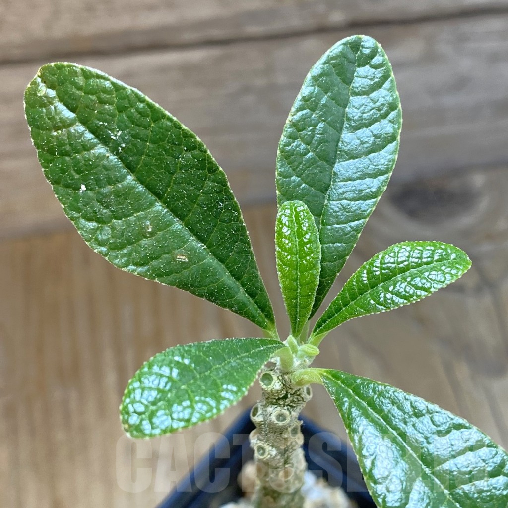 SH13948 Dorstenia gigas