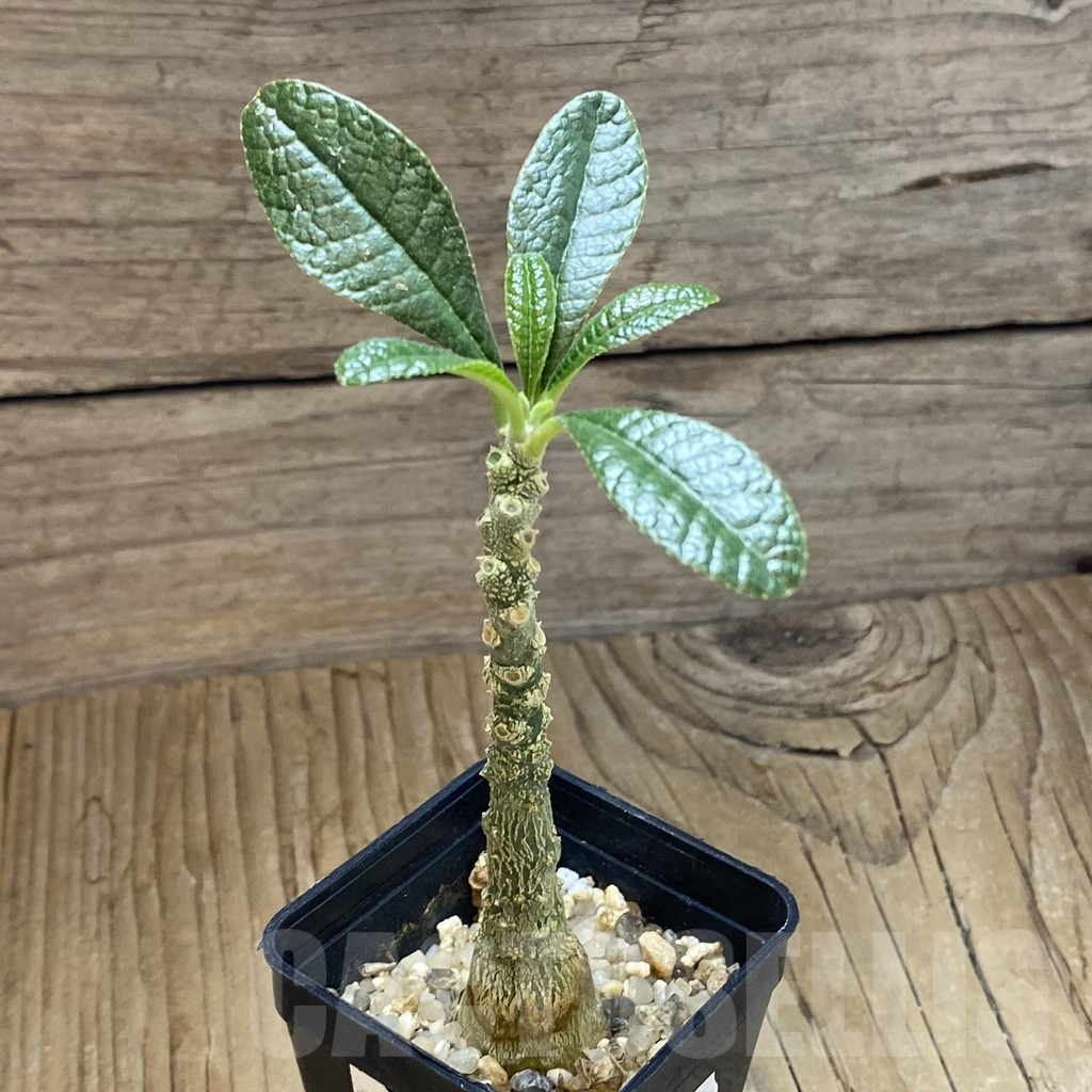 SH13948 Dorstenia gigas - Image 2