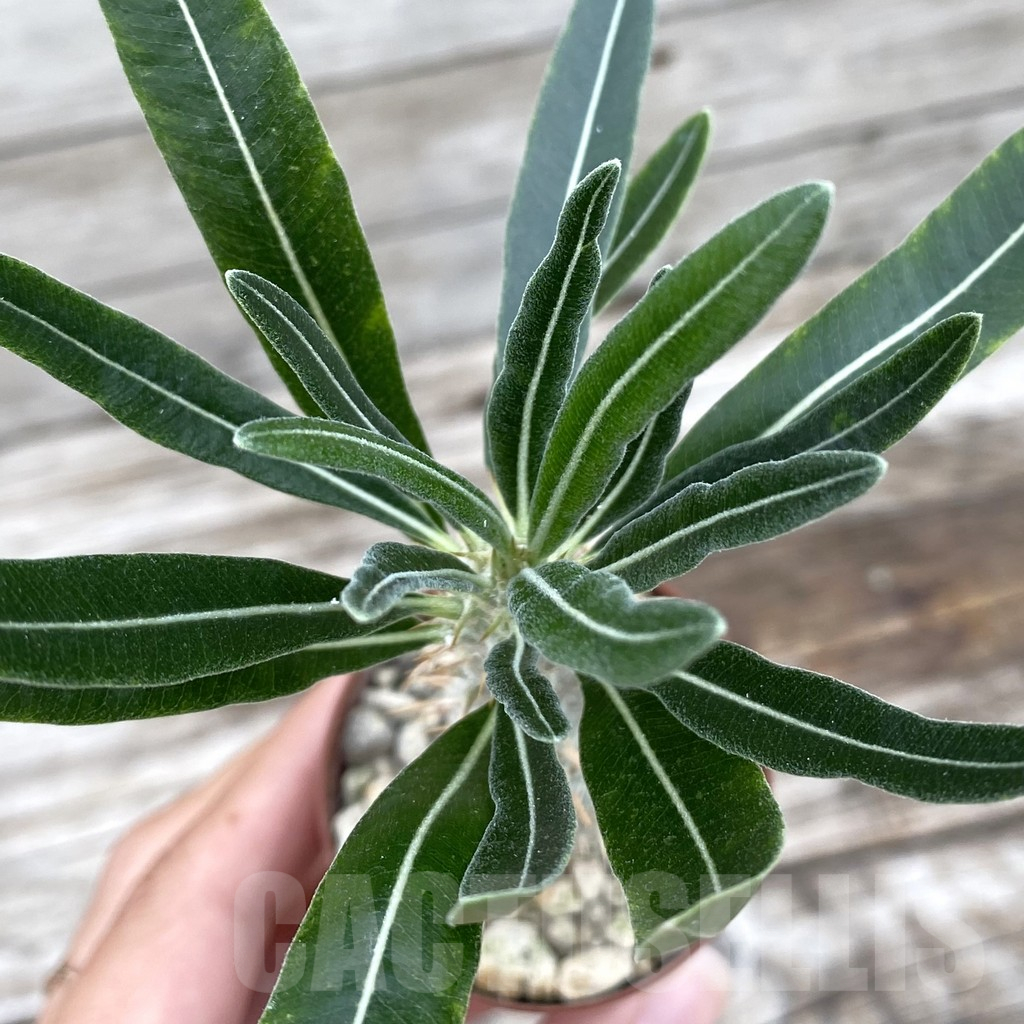 SH13949 Pachypodium rosulatum