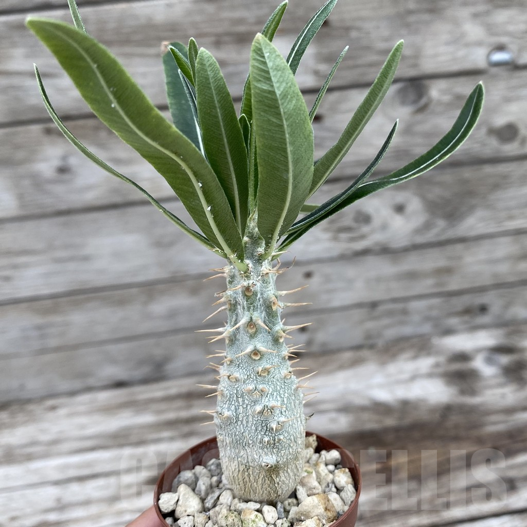 SH13949 Pachypodium rosulatum - immagine 2