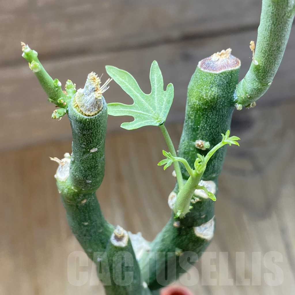 SH13950 Adenia glauca