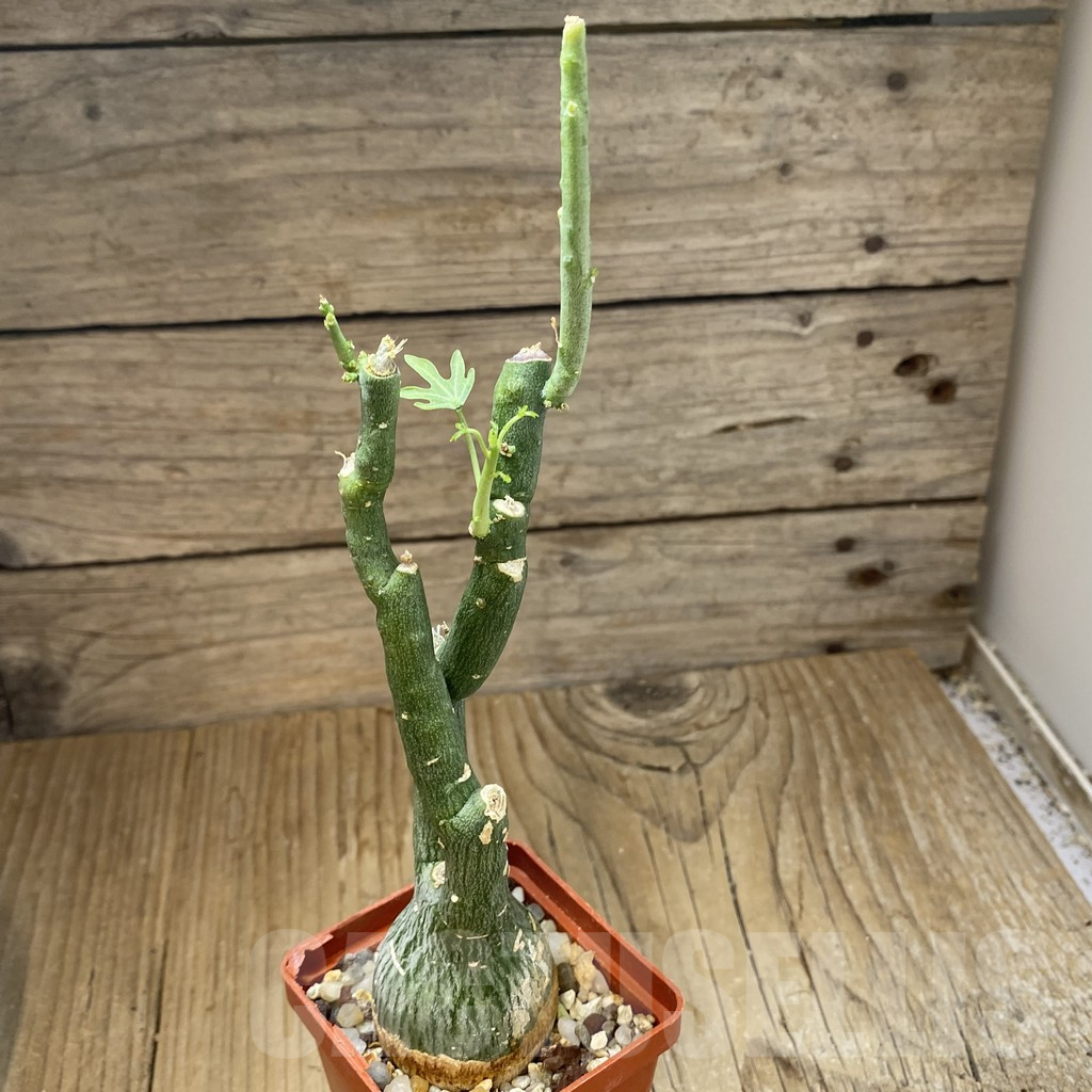 SH13950 Adenia glauca - immagine 2