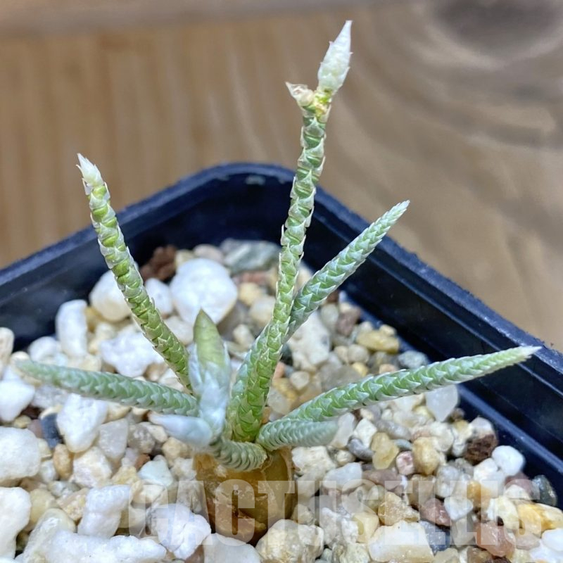 SH13952 Avonia alstonii, white flower