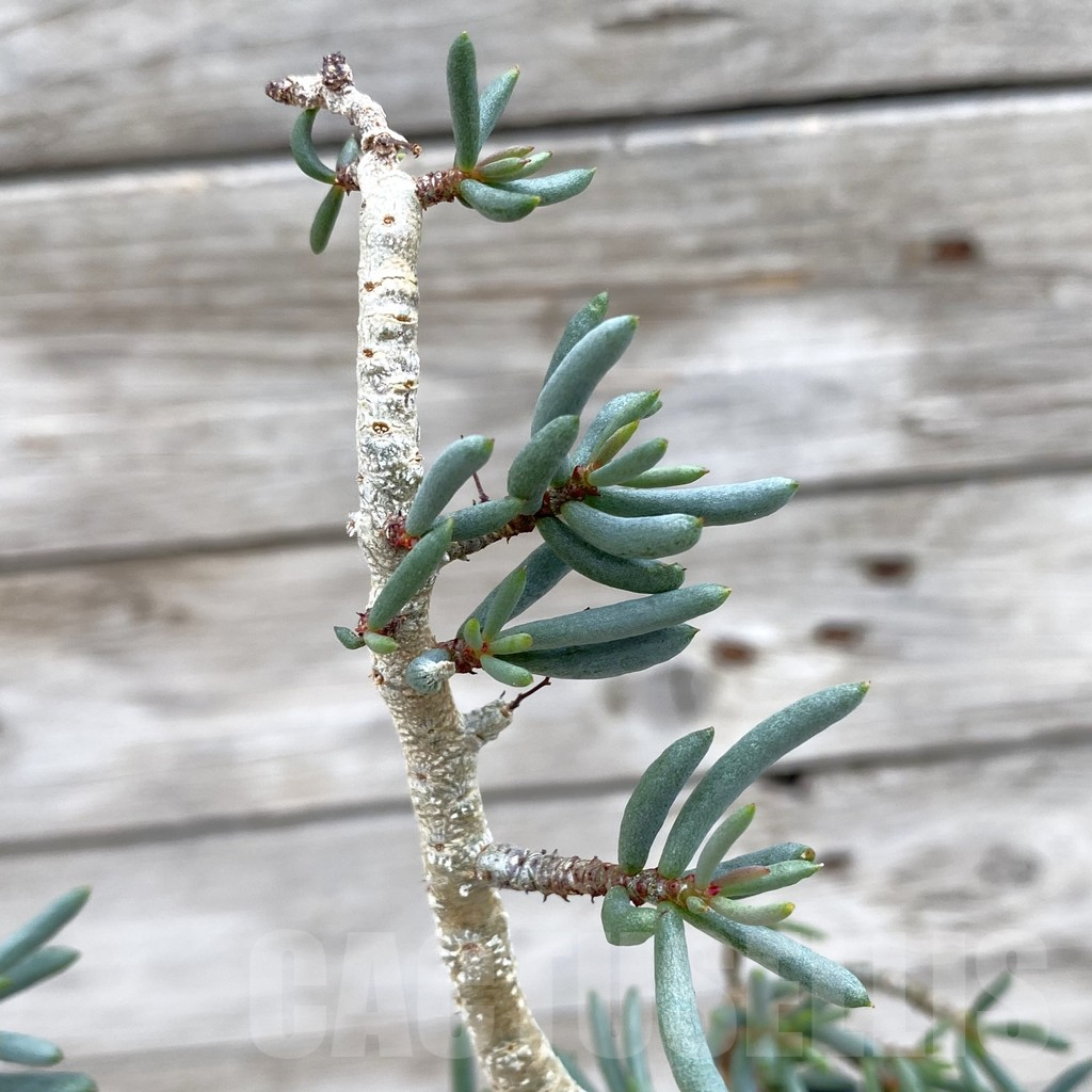 SH13954 Tylecodon buchholzianus