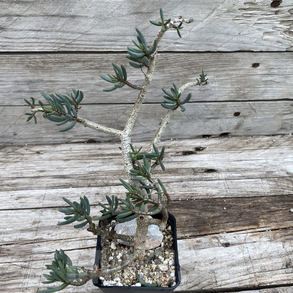 SH13954 Tylecodon buchholzianus - Image 2