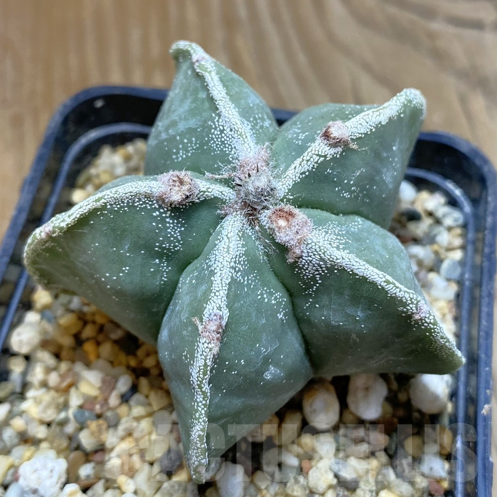 SH13956 Astrophytum myriostigma nudum